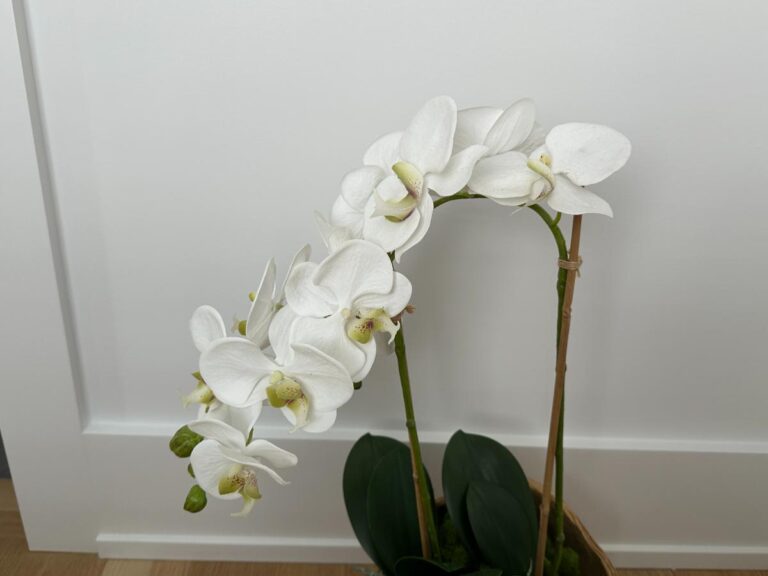 A white orchid with multiple blooms and green buds, placed in a pot against a white wall.